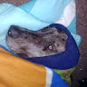 Meet your Posher, Eva